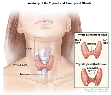 Anatomy of the thyroid and parathyroid glands